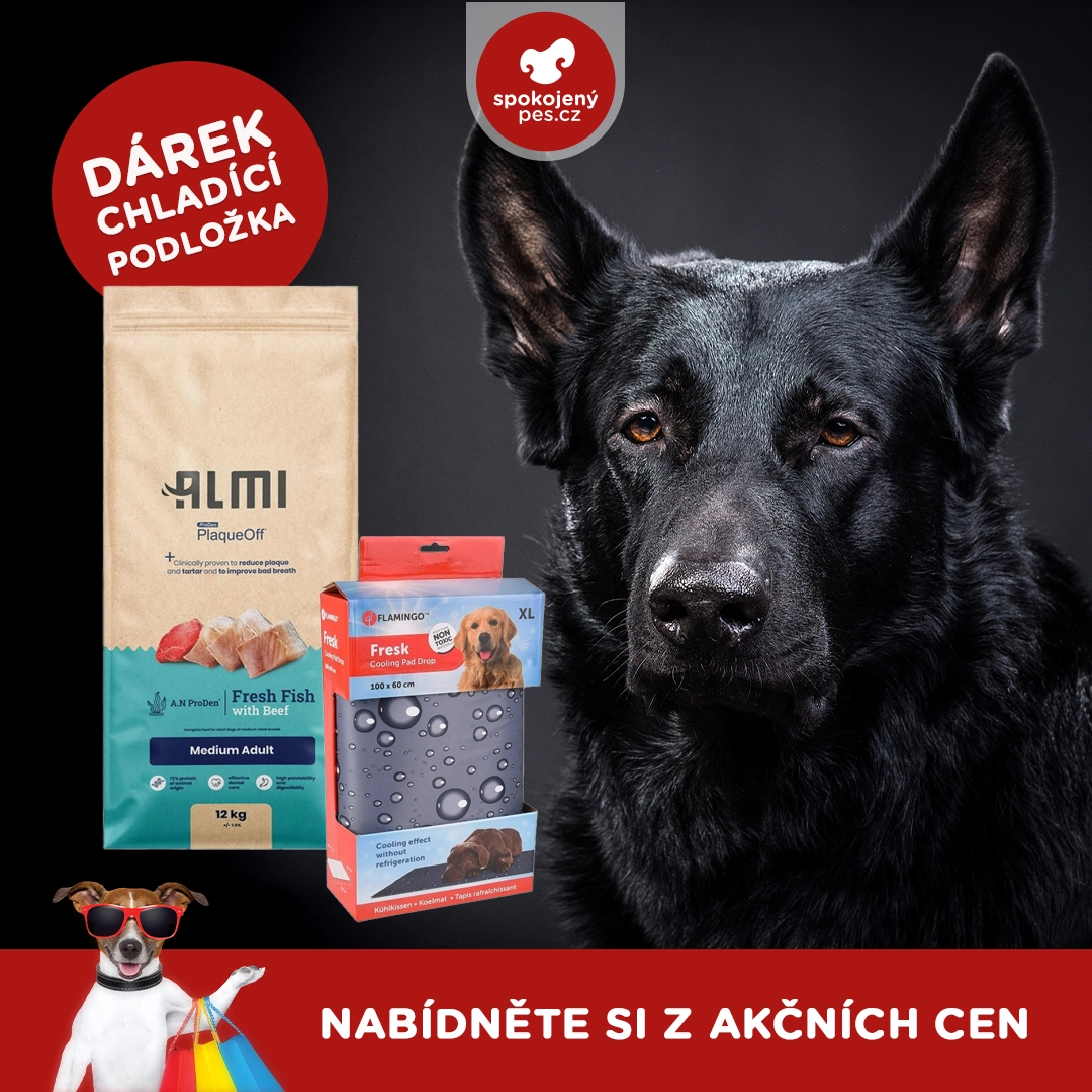dog almi.webp
